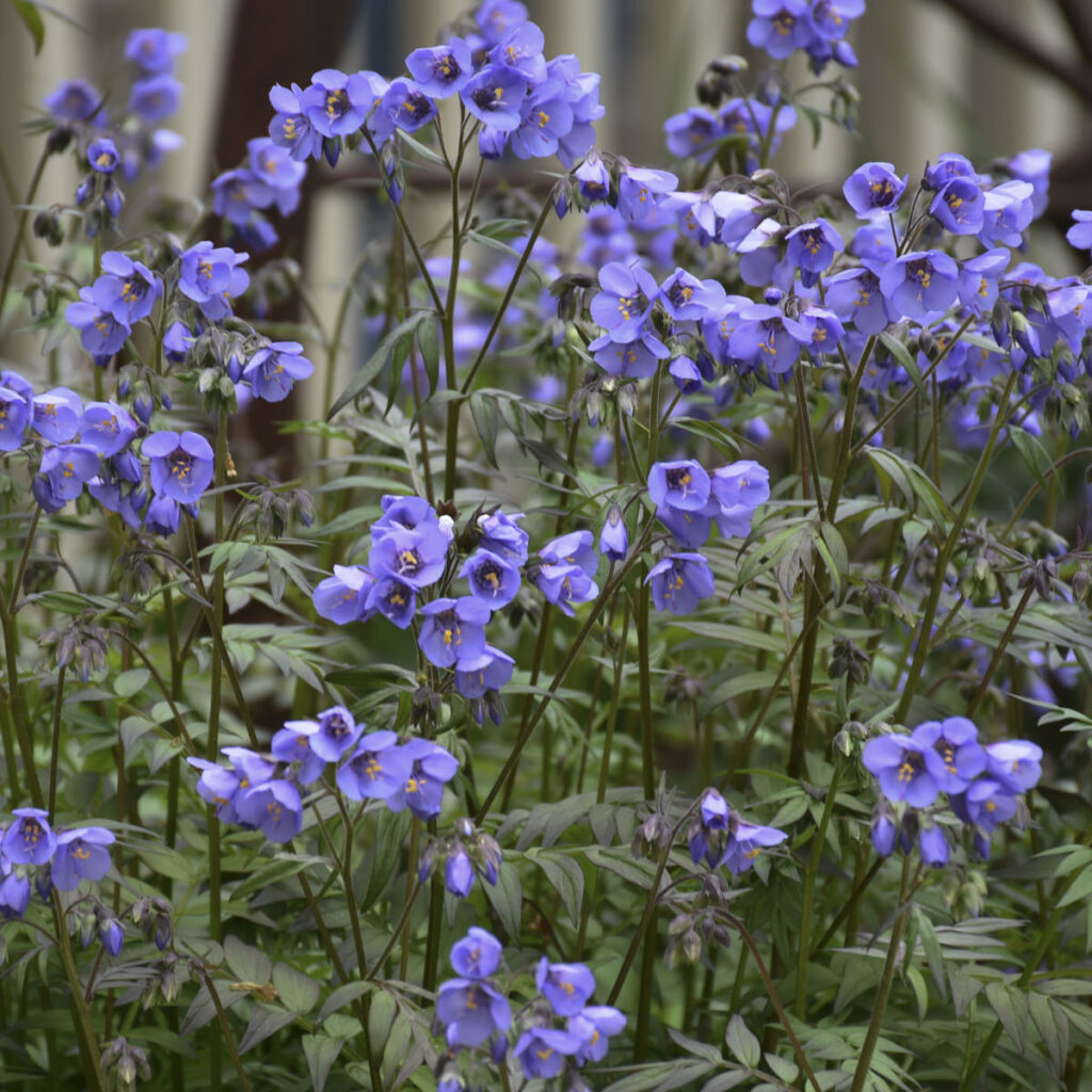 Polemonium Heaven Scent Jacobs Ladder_photo courtesy of Proven Winners