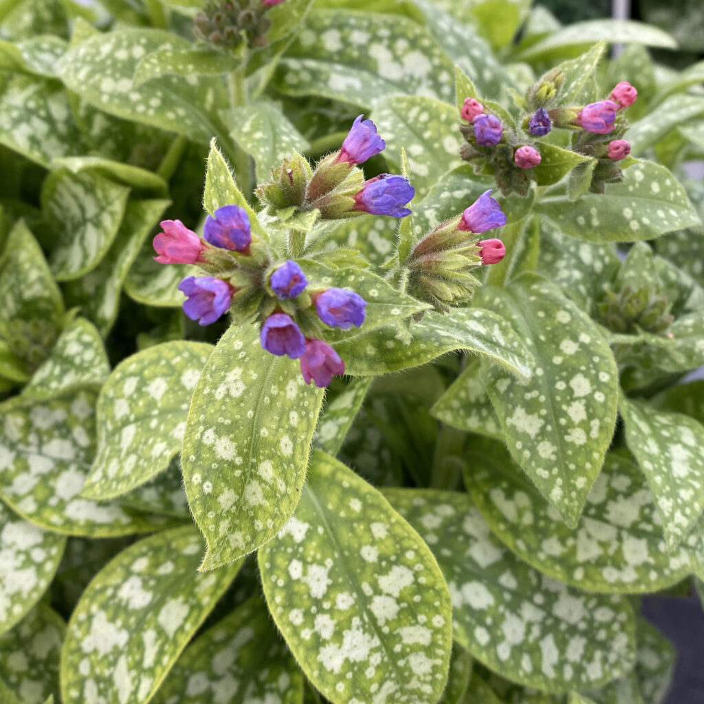 pulmonaria spot on
