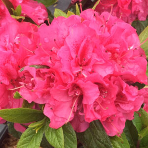 PERFECTO MUNDO® Double Dark Pink Azalea