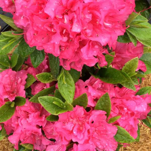 PERFECTO MUNDO® Double Dark Pink Azalea