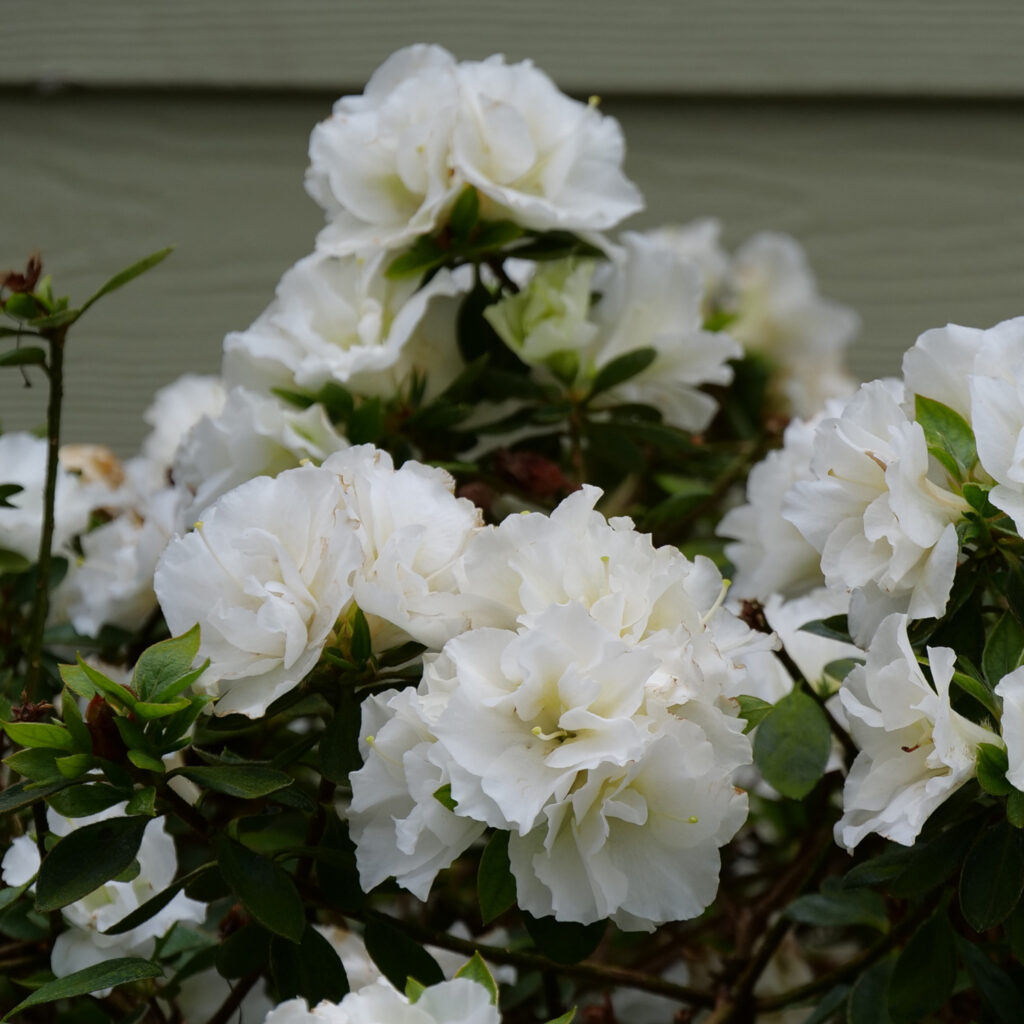 PERFECTO MUNDO® Double White Azalea