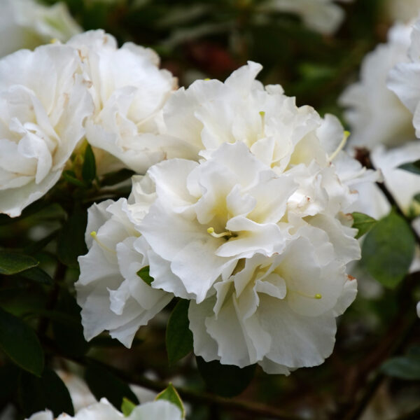 PERFECTO MUNDO® Double White Azalea