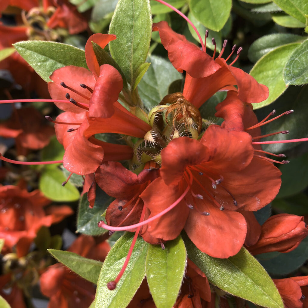 PERFECTO MUNDO® Orange azalea