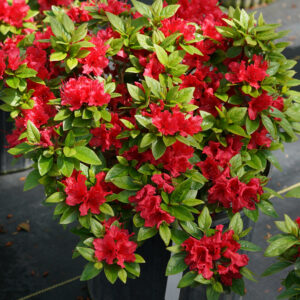 PERFECTO MUNDO® Red Reblooming Azalea