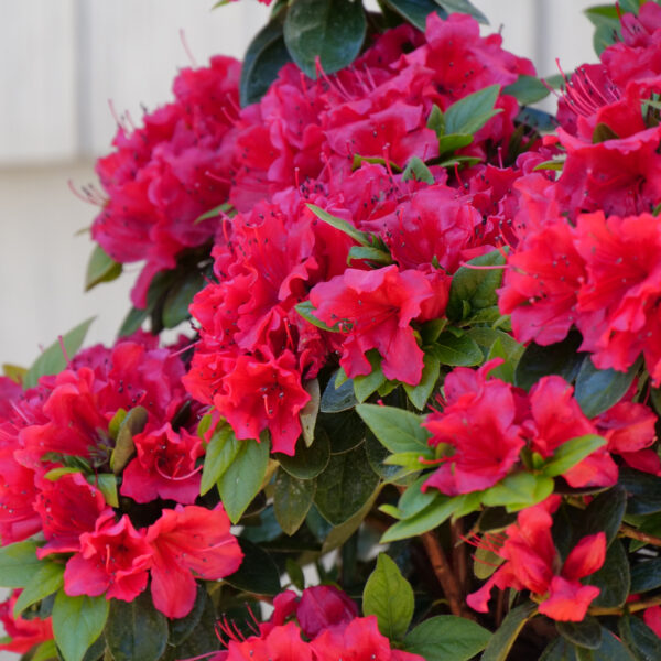 PERFECTO MUNDO® Red Reblooming Azalea