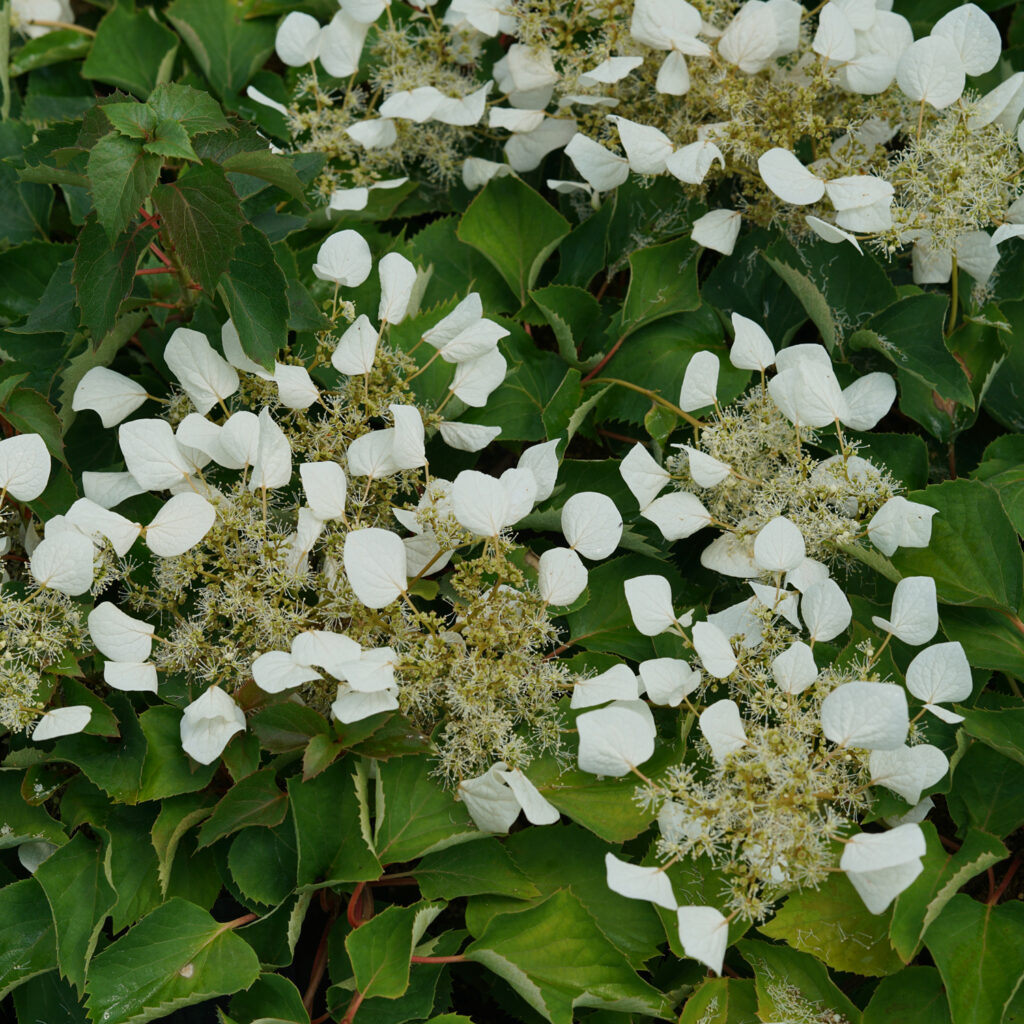 Schizophragma FLIRTY GIRL™ has elegant and fragrant white lacecap blooms that appear in early summer. Vines grow 40-50' high by 6-9' wide at maturity.