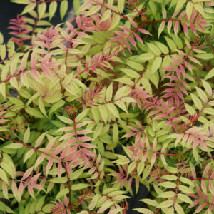 Sorbaria - False Spiraea