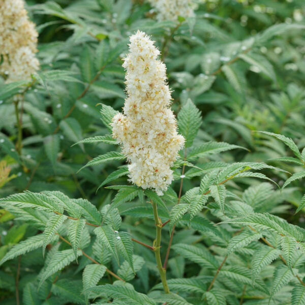 MR. MUSTARD® False Spirea (Sorbaria)