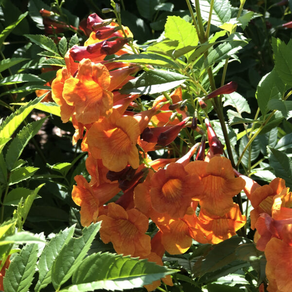 CHICKLET® Orange Trumpet Bush (Tecoma)