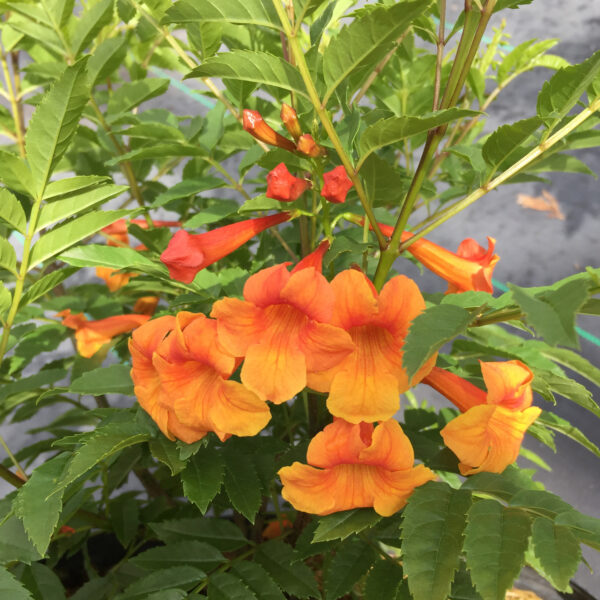 CHICKLET® Orange Trumpet Bush (Tecoma)