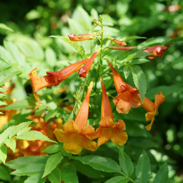 CHICKLET® Orange Trumpet Bush (Tecoma)