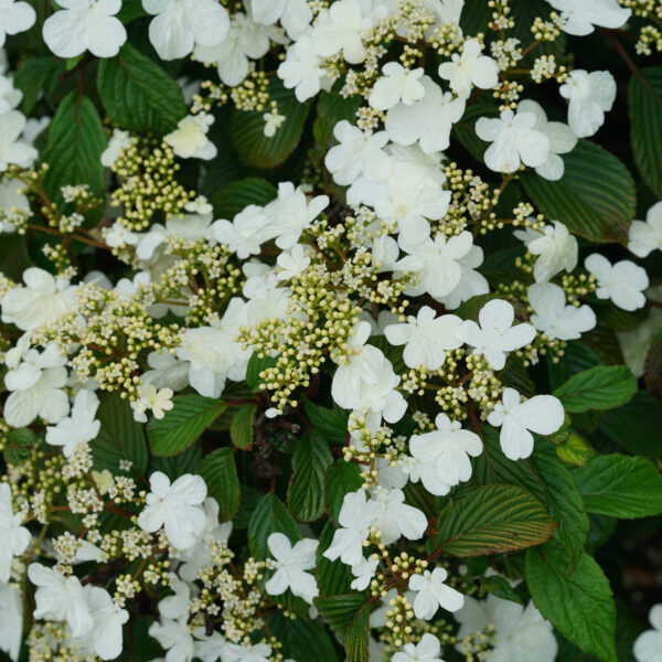 Steady Eddy® Viburnum