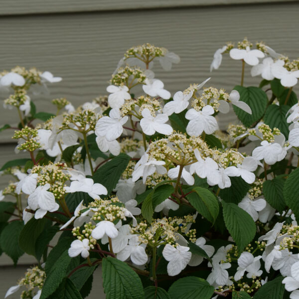 Steady Eddy® Viburnum