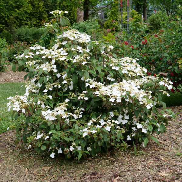 Steady Eddy® Viburnum