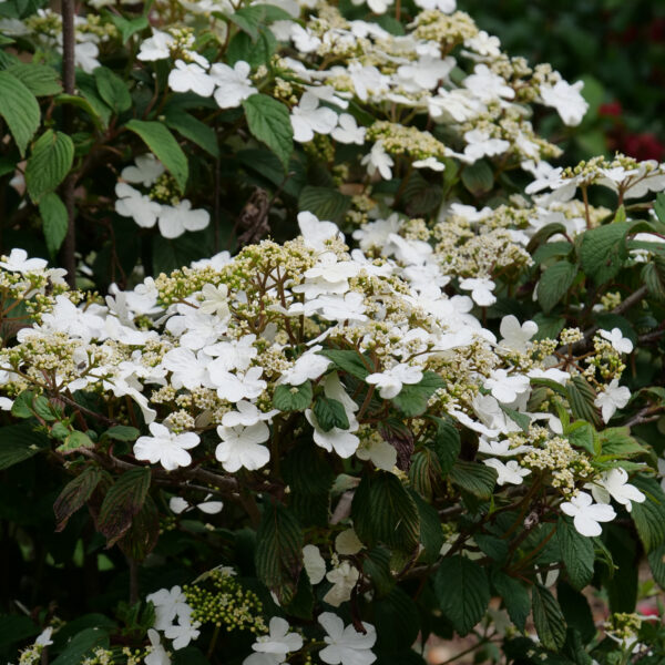 Steady Eddy® Viburnum