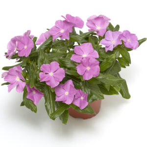 CORA® CASCADE Lavender Eye Vinca
