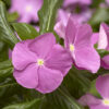 CORA® CASCADE Lavender Eye Vinca
