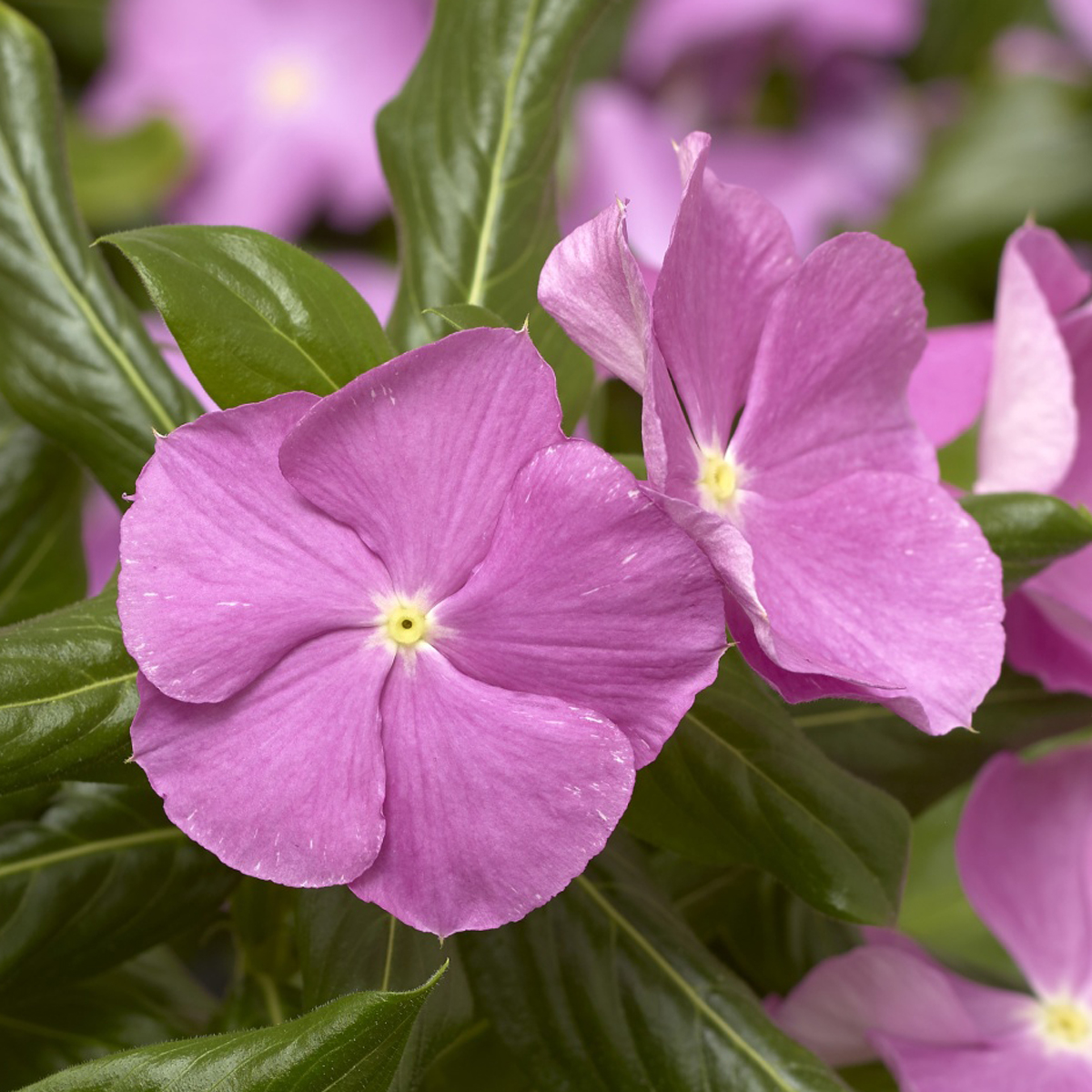 CORA® CASCADE Lavender Eye Vinca