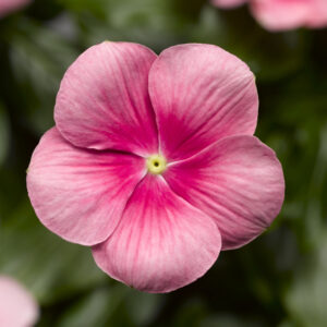CORA® CASCADE Shell Pink Vinca