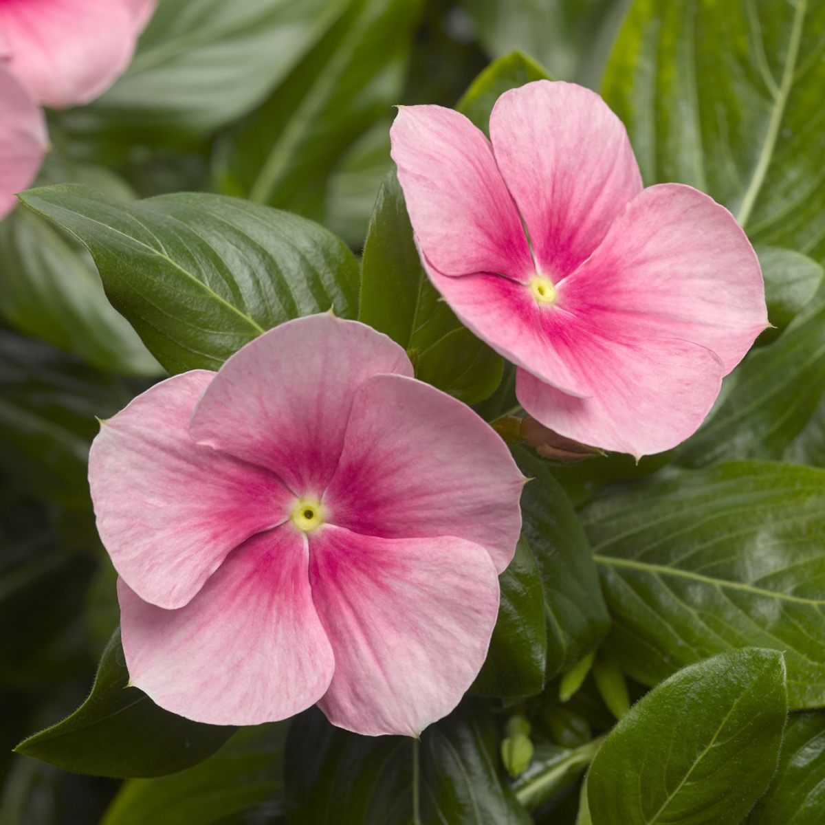 CORA® CASCADE Shell Pink Vinca