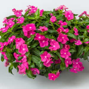 Vinca_Cora_Cascade_Violet_Vinca_BH_VINVI_01