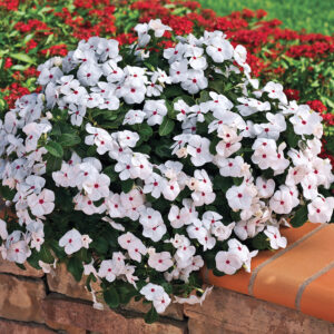 CORA® Cascade Polka Dot Vinca