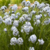 amsonia string theory