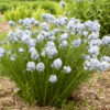 amsonia string theory