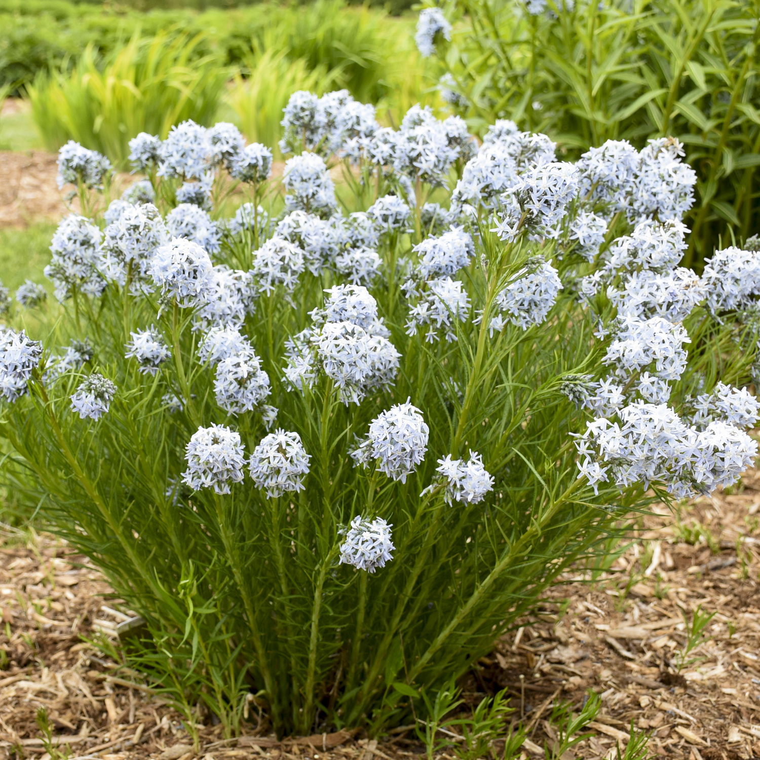 Amsonia 'String Theory' - Garden Crossings