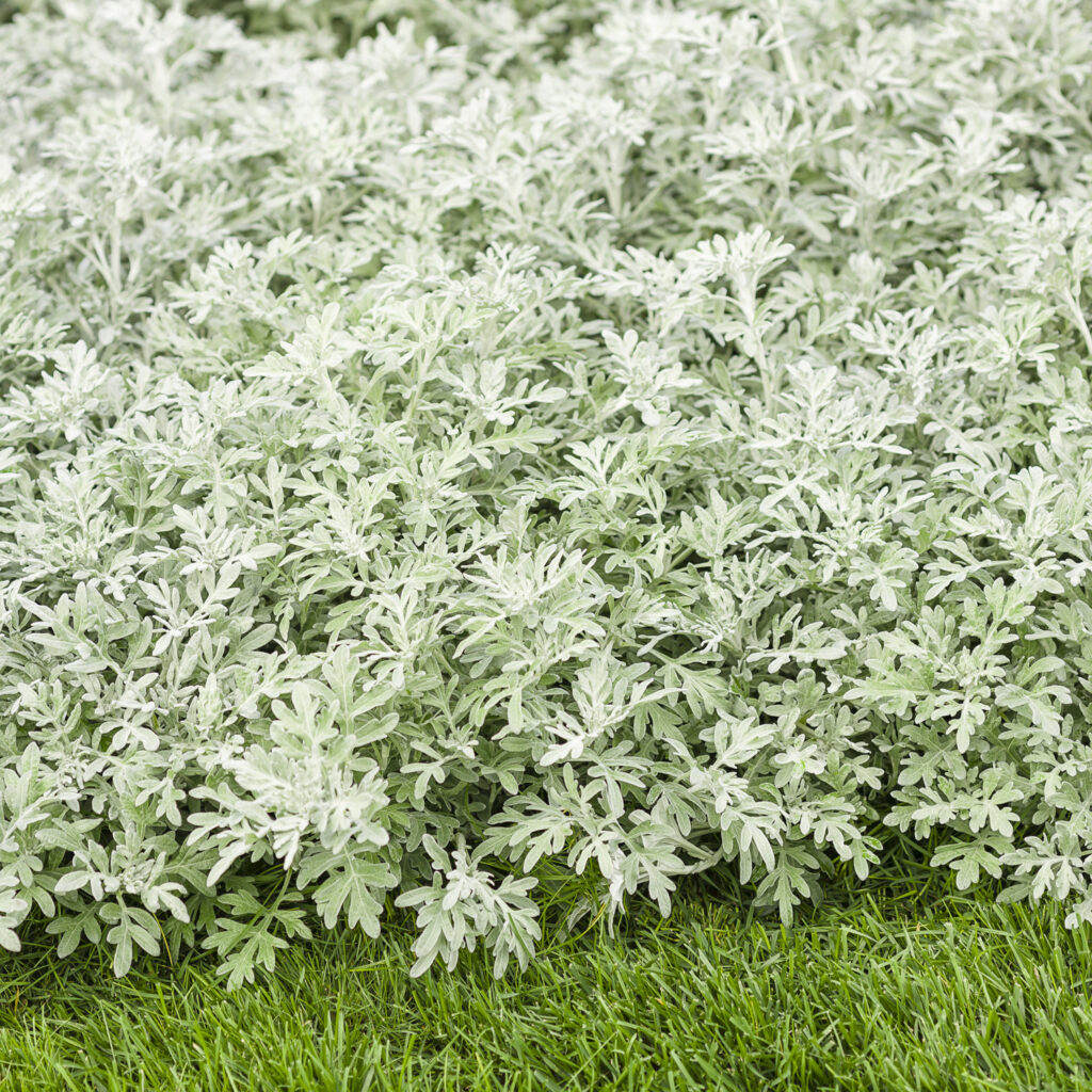 Artemisia silver bullet dusty miller