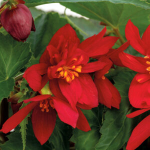 FUNKY® Red Begonia