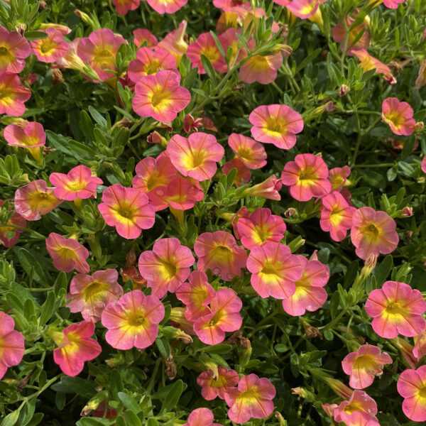 SUPERBELLS® Coral Sun Million Bells (Calibrachoa)