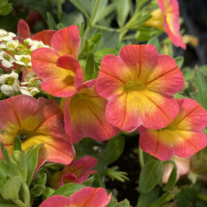 SUPERBELLS® Coral Sun Million Bells (Calibrachoa)