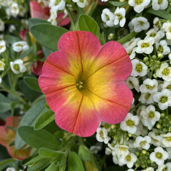 SUPERBELLS® Coral Sun Million Bells (Calibrachoa)