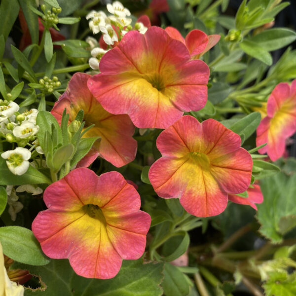 SUPERBELLS® Coral Sun Million Bells (Calibrachoa)