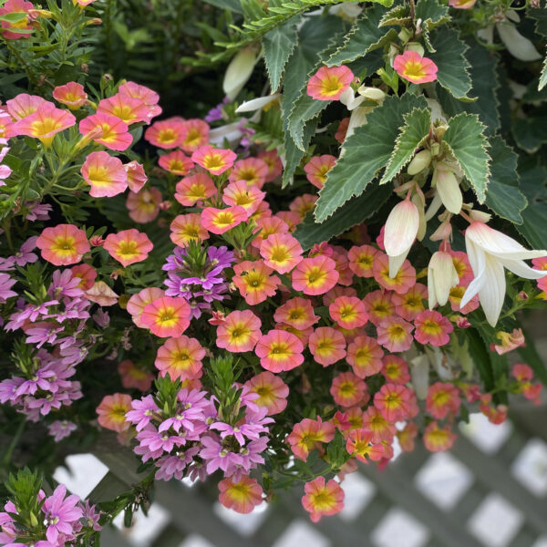 SUPERBELLS® Coral Sun Million Bells (Calibrachoa) mixed with other flowers