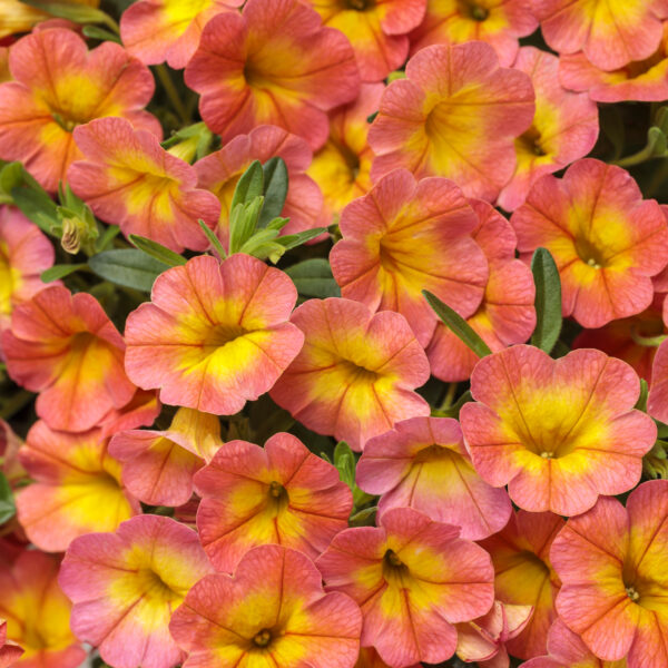 SUPERBELLS® Coral Sun Million Bells (Calibrachoa)