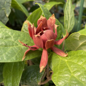 Calycanthus SIMPLY SCENTSATIONAL®