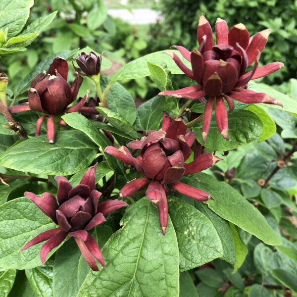 Calycanthus SIMPLY SCENTSATIONAL®