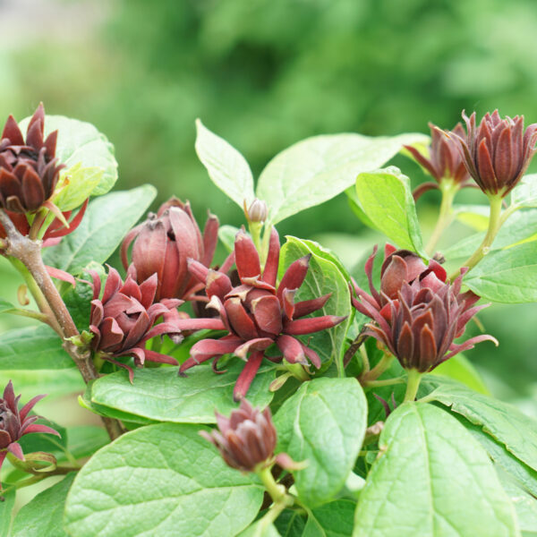 Calycanthus SIMPLY SCENTSATIONAL®