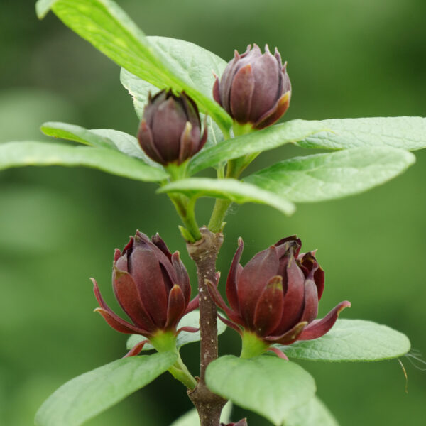 Calycanthus SIMPLY SCENTSATIONAL®