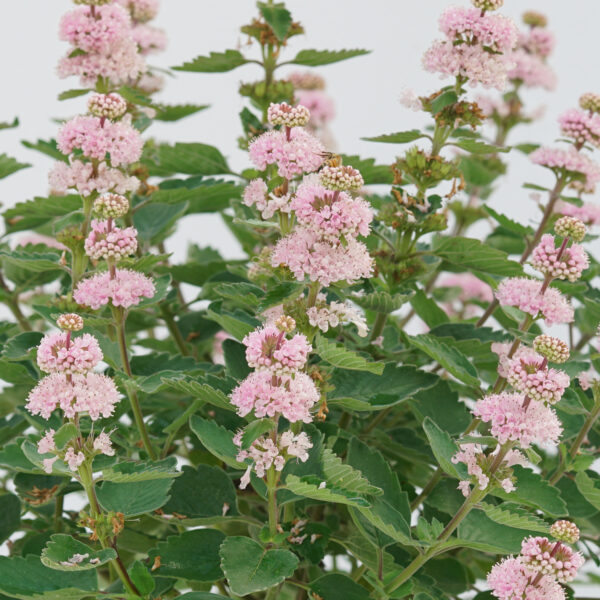 Caryopteris BEYOND PINKD™ (Bluebeard) - Shrub