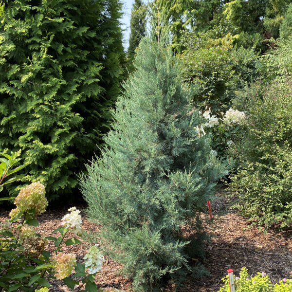 HAYWIRE™ False Cypress