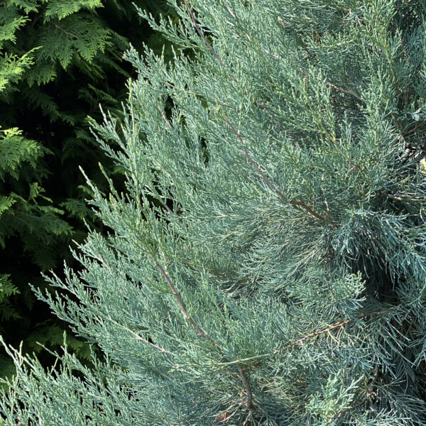 HAYWIRE™ False Cypress