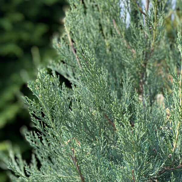 HAYWIRE™ False Cypress