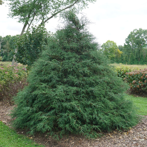 HAYWIRE™ False Cypress