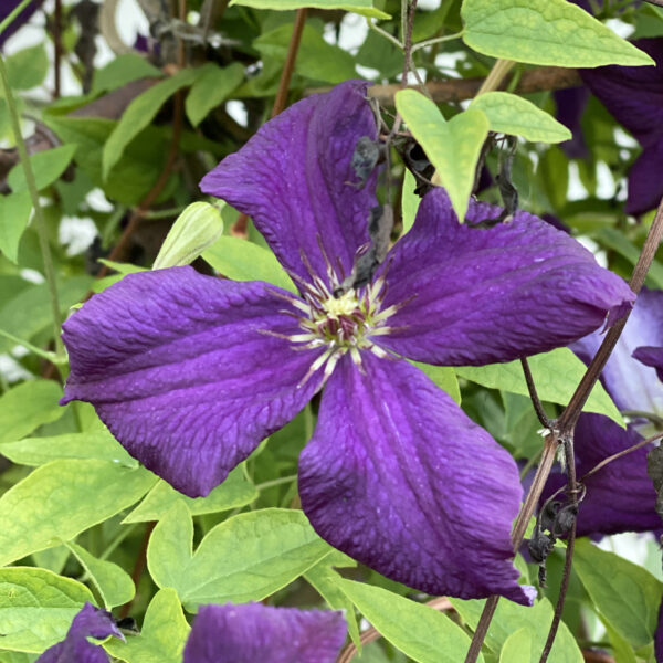 Clematis ‘Jackmanii’