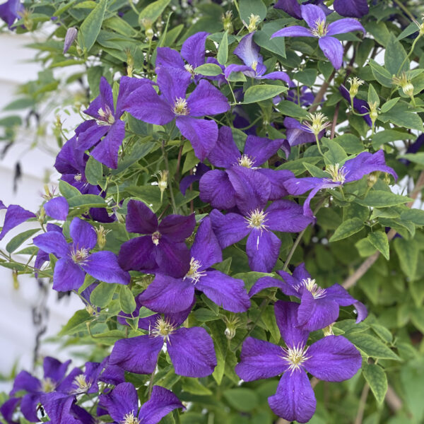 Clematis ‘Jackmanii’