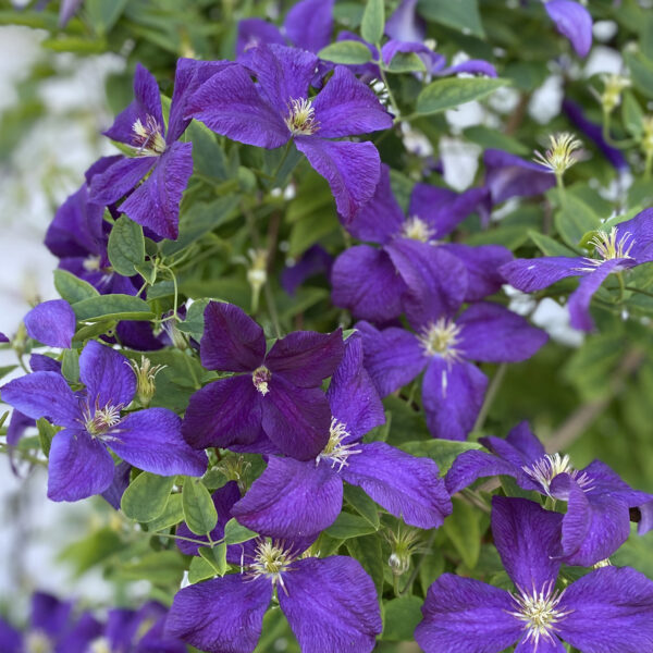 Clematis ‘Jackmanii’