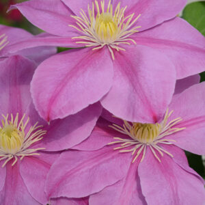 Clematis 'Alaina'